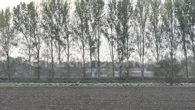德国勃兰登堡莱因鲁克地区的一田野上，一群鹤鸟在觅食