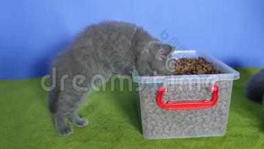 小猫从盒子里吃宠物食品