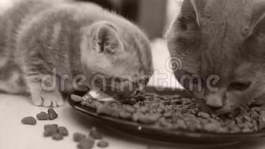 小猫吃盘子里的宠物食品