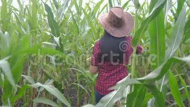 智慧生态收割农业耕作生活方式理念.. 农民女孩植物研究员收割玉米芯