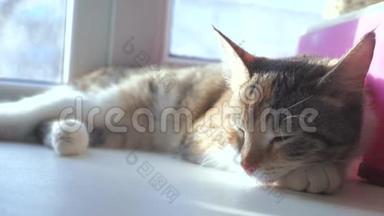 猫睡觉的概念。 猫睡在窗户上，阳光和窗户是一个生活方式可爱的视频