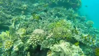 浅珊瑚礁上的<strong>海洋风</strong>光.. 水下<strong>海洋</strong>视频。 小鱼游得很快，被藻类所隐藏