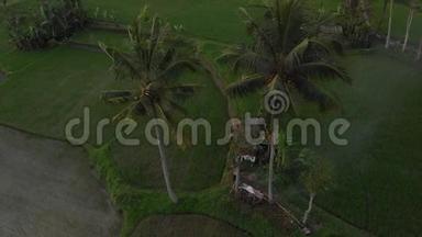 日落时雨林丛林景观的4K空中飞行视频。 4K无人机镜头没有编辑。 巴厘岛。