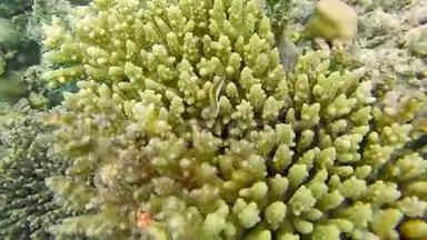 浅珊瑚礁上的海洋风光.. 水下海洋视频。 小鱼游得很快，被藻类所隐藏