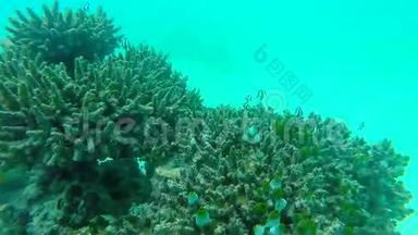 浅珊瑚礁上的<strong>海洋风</strong>光.. 水下<strong>海洋</strong>视频。 小鱼游得很快，被藻类所隐藏