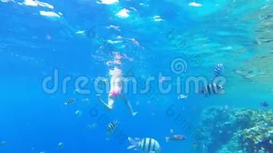 珊瑚礁，五颜六色的鱼漂浮在靠近珊瑚礁的红海中。 埃及