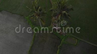 日落时雨林丛林景观的4K空中飞行视频。 4K无人机镜头没有编辑。 巴厘岛。