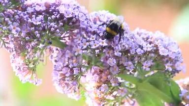 紫丁香紫色花朵上的大黄蜂