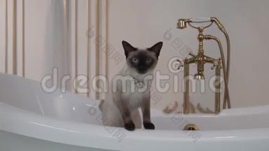 主题是奢侈品和财富。 一只没有湄公河尾巴的猫在<strong>室内</strong>的<strong>复古</strong>浴室里繁殖