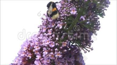 紫丁香紫色花朵上的大黄蜂