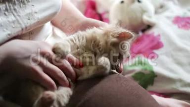 小毛茸茸的红色小猫在女主人手里抓着红色的指甲，玩的是咬她，抓她
