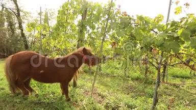 美丽的棕色小马吃葡萄，小马在意大利的葡萄园吃葡萄，特写镜头