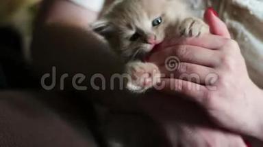 小毛茸茸的红色小猫在女主人手里抓着红色的指甲，玩的是咬她，抓她
