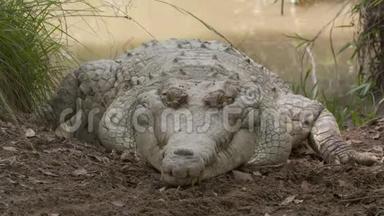 巨大的奥里诺科鳄鱼，维西拉雷公园，哥伦比亚