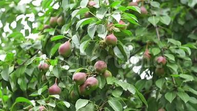 成熟的梨树和农作物