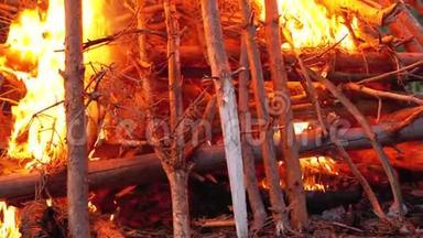 大篝火的原木燃烧在森林的夜晚。 动作缓慢。