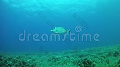水下鱼类-在地中海珊瑚礁中游动的鱼