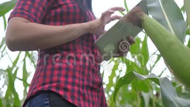 智慧<strong>生态农业</strong>养殖理念.. 一位植物研究人员在检查玉米时使用和触摸平板电脑