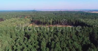 砍伐鸟瞰图，工业规模的砍伐森林，使用特殊设备砍伐森林，砍伐森林