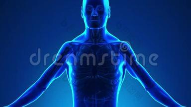 人肺解剖-X射线医学扫描