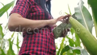 智慧生态农业养殖理念.. 一位植物研究人员在检查玉米时使用和触摸平板电脑