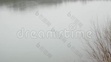 秋天的风景，阴郁的雾蒙蒙的森林湖