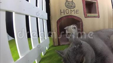 小猫和妈妈猫在一个纸板屋，室外景观