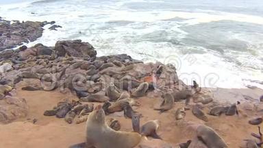 纳米比亚骷髅海岸大西洋海滩上的海角海豹毛头虫菌落