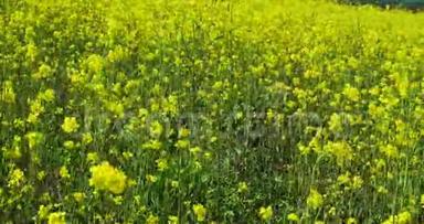 美丽的田野上开着鲜艳的黄花.. <strong>夏日风景</strong>。