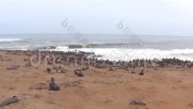 纳米比亚骷髅海岸大西洋海滩上的海角海豹毛头虫菌落