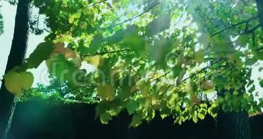 森林树木的轮廓和绿色的春天夏天的叶子在白天的天空，太阳耀斑的光线在森林中飞过自然