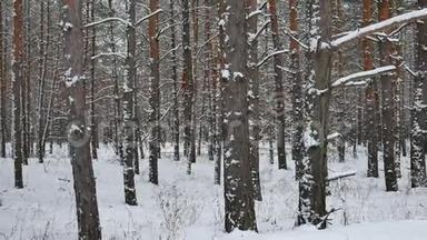 松质圣诞<strong>树干树干</strong>冬季森林野生景观