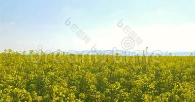 蓝天上的黄色油菜花田野
