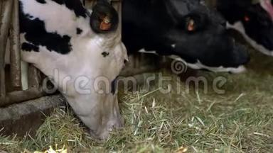 奶牛场谷仓里的牛。 荷斯坦奶牛喂养。 农业产业