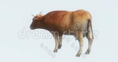 牛吃草，3D卡通，牲畜，动物轮廓。