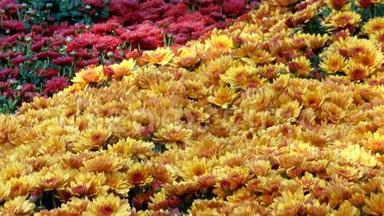 菊花的美丽的花毯