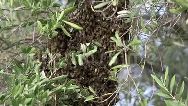 在橄榄树枝上成群结队的蜜蜂