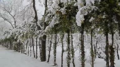 在树木和雪路上下雪