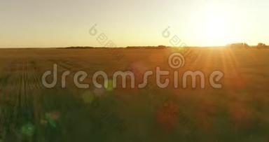 夏季阳光充足的夜晚，低空飞行在乡村夏田之上，有着无尽的黄色景观。 地平线上的太阳。