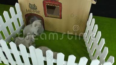 猫纸板屋，室外景观.