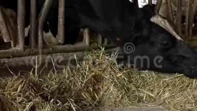 奶牛场谷仓里的牛。 荷斯坦奶牛喂养。 农业产业