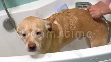 女人在浴室里洗狗。 宠物护理