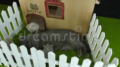 猫纸板屋，室外景观.