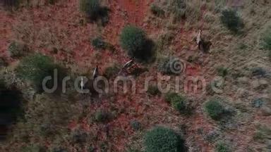 卡拉哈里沙漠野游后的无人机镜头