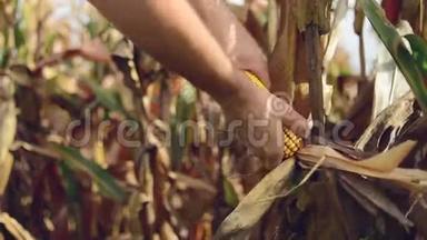 农民在农业<strong>玉米</strong>地的<strong>玉米</strong>芯上采摘成熟<strong>玉米</strong>。