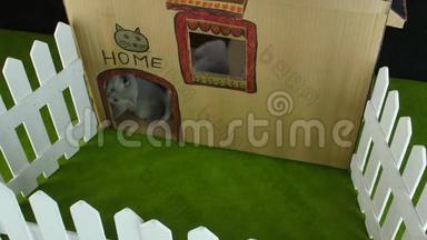 猫纸板屋，gopro室外景.