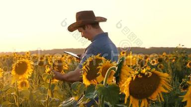商人用平板电脑用向日葵检查他的田地。 农夫在一个开花的田野里散步。 农学家