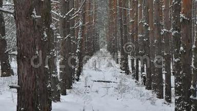 松树树干、圣诞树、自然树干、冬季森林、野生景观