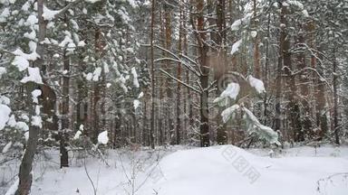 松树树干、圣诞树树干、冬季森林、野生景观