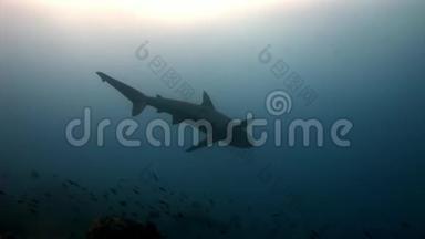 加拉帕戈斯<strong>鲨鱼</strong>惊人的捕食者水下寻找<strong>海底</strong>食物。
